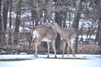 Winter Deer 2013