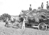 1930s PA Farm Hay Harvesting