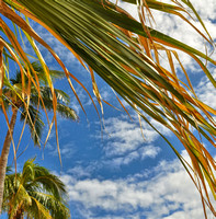 2017 FAA7486 PALM FROND