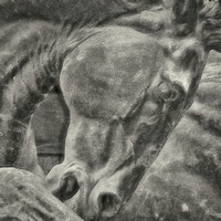 Equestrian SCULPTURE