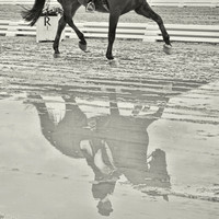 REFLECTIONS in Dressage