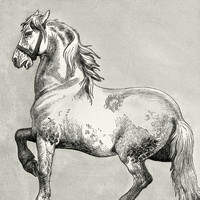 HORSE Inspired Artwork