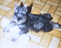 Pets 1985