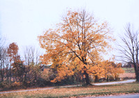 Autumn 1985