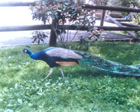 Turtleback Zoo 1987