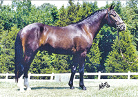 Finny Finn Stallion Ad in Practical Horseman 1994
