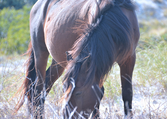 2022 FAA6635 GRAZING