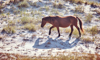 2022 FAA6563 ENERGETIC GAITS *