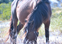 2022 FAA6635 GRAZING