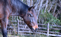 2022 FAA6657 ALWAYS HAY TIME