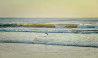 2021 FAA8659 FAMILY LARIDAE *
