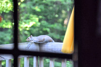 Squirrel 2012