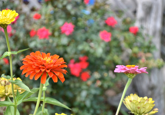 2014 FAA3494 ZINNIA GARDEN