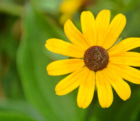 2014 FAA2682 SUMMER DAISY