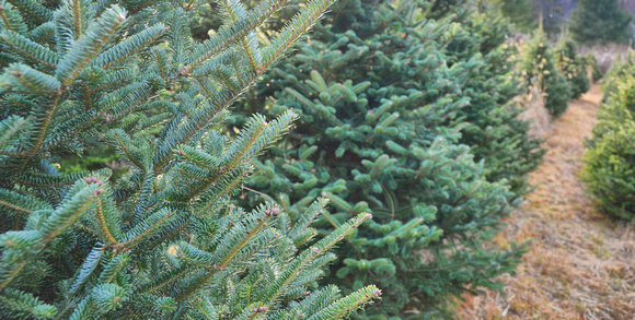 2015 FAA4669 SMELL OF PINE