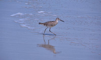 2022 FAA6096 WALKING WILLET
