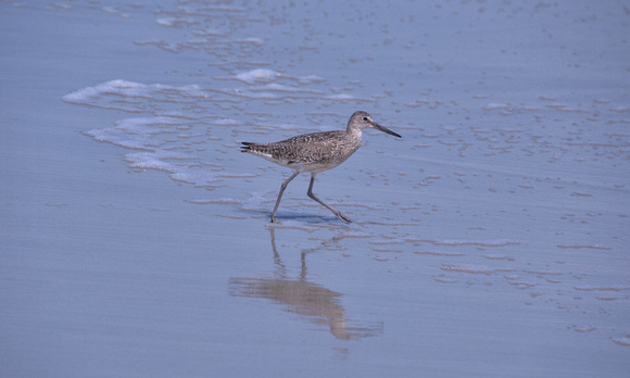 2022 FAA6096 WALKING WILLET