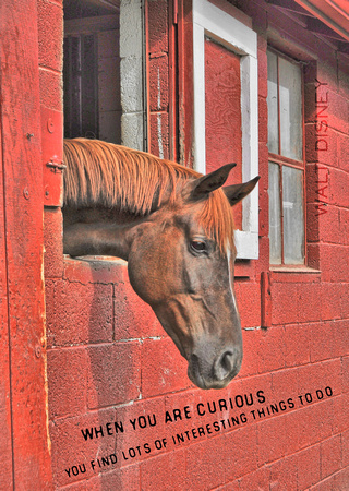 2009 JAM455 RED HORSE