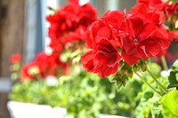 2020 FAA2474 GERANIUMS IN A BOX