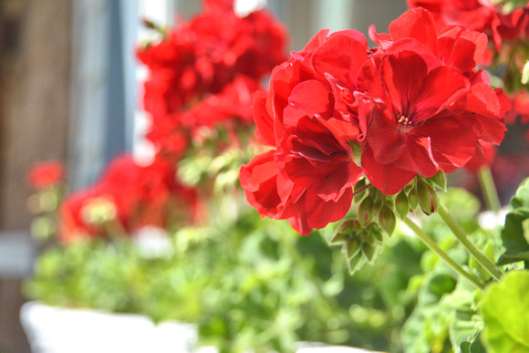2020 FAA2474 GERANIUMS IN A BOX