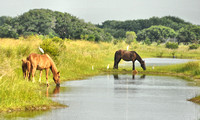 2011 FAA953 COROLLA PONIES