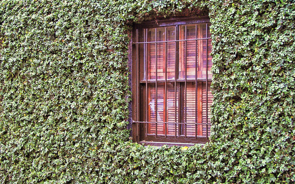 2007 FAA6739 IVY COVERING