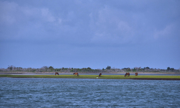 2022 FAA4737 SHACKLEFORD PONIES