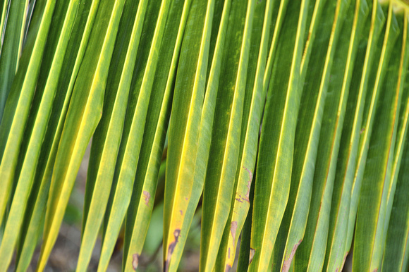 2015 FAA3058 THATCHED PALM