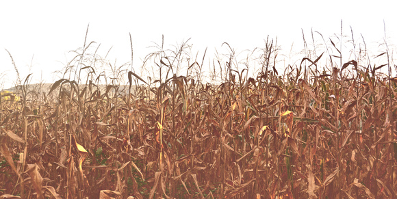 2016 FAA4483 Fields of Corn
