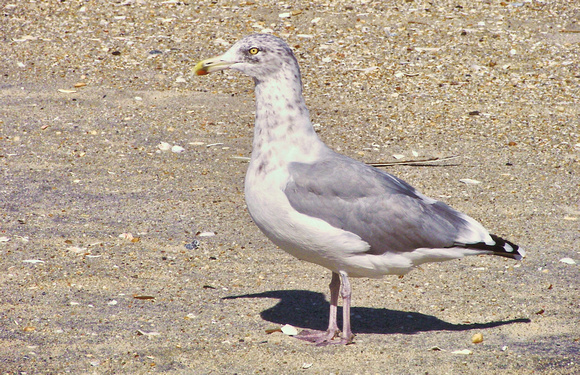2008 FAA6485 CAPE MAY RESIDENT