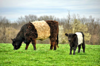 2012 FAA1314  BELTED GALLOWAY
