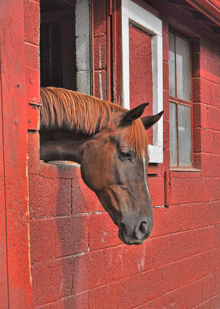 2009 JAM455 RED HORSE
