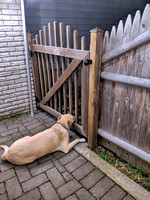 2019 JAM101 CURDOGGE