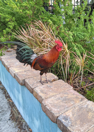 2021 FAA3858 GYPSY CHICKEN