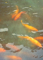 2014 FAA3592 KOI FISH PLAY
