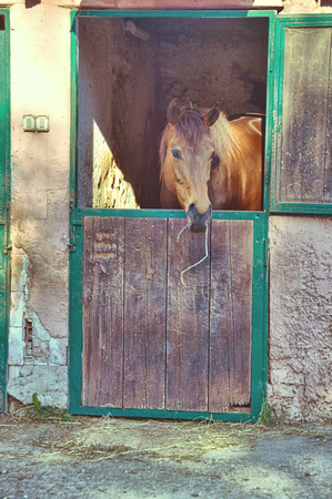 2016 FAA5959 CAVALLO DI BAIA