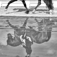 REFLECTIONS IN DRESSAGE