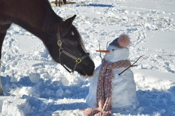 2021 FAA3380 FROSTY FRIENDS
