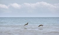 2022 FAA4584 CRYSTAL PELICANS *