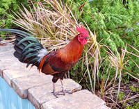 2021 FAA3858 GYPSY CHICKEN *