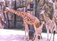 Philadelphia Zoo 1990