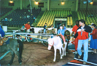 Circus 1995