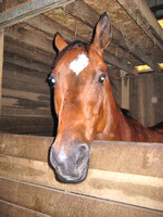 Horses 2008