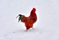2020 FAA2457 ROOSTER SWAGGER