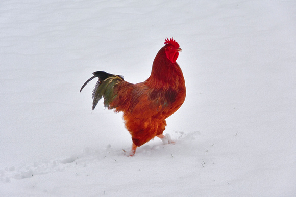 2020 FAA2457 ROOSTER SWAGGER