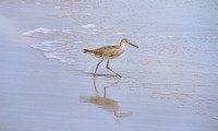 2022 FAA6096 WALKING WILLET *