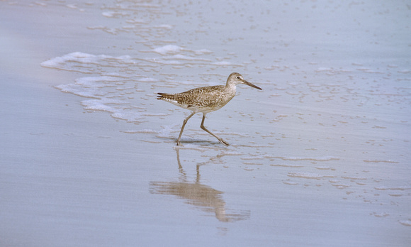 2022 FAA6096 WALKING WILLET *