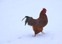 2020 FAA2457 ROOSTER SWAGGER