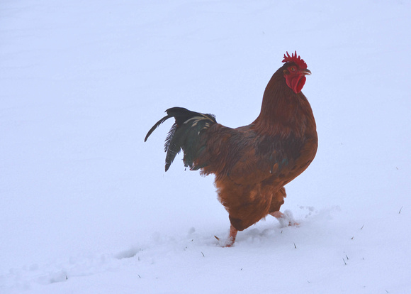 2020 FAA2457 ROOSTER SWAGGER
