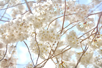 2019 FAA382 CHERRY BLOSSOM OVERLOAD